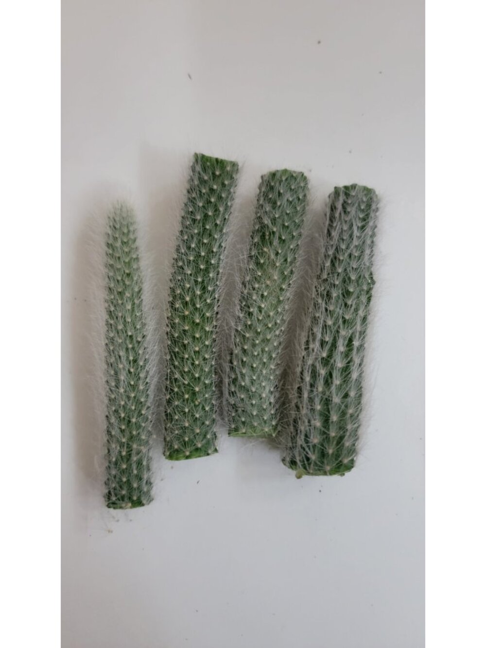 Monkey Tail Cactus Succulent Plant Cutting End Cutting And Middle Cuttings